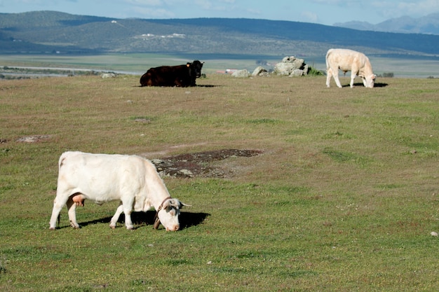 Vacas pastando bajo un hermoso cielo