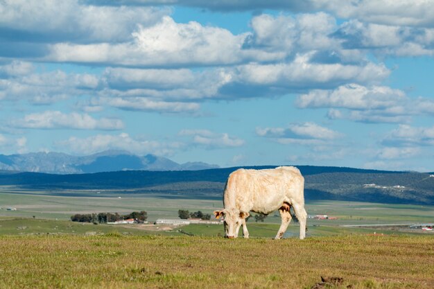 Vacas pastando bajo un hermoso cielo