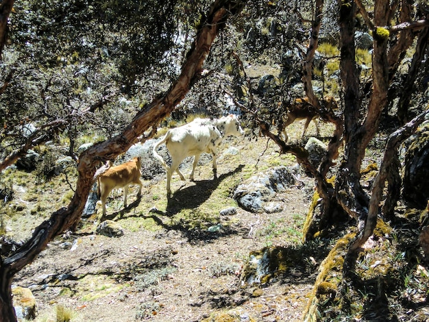 Vacas pastando libres en plena naturaleza