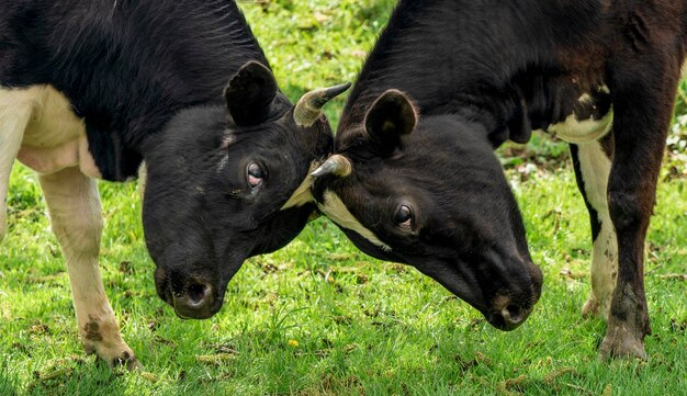 Foto vacas pastando y luchando en el campo