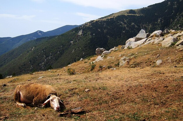 Vacas pastando en las montañas contra el cielo