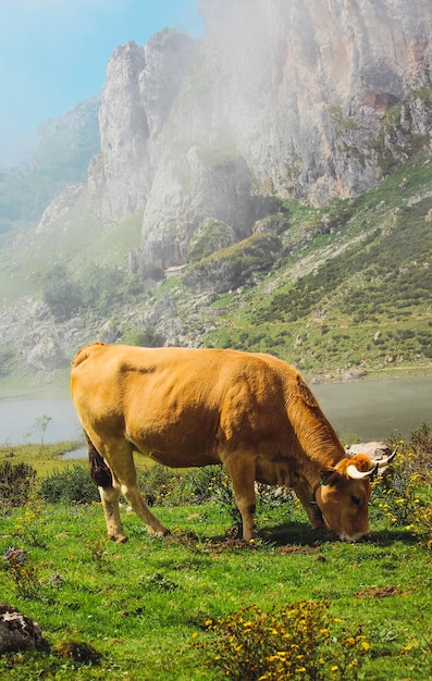 vacas pastando en las montañas llenas de vegetación