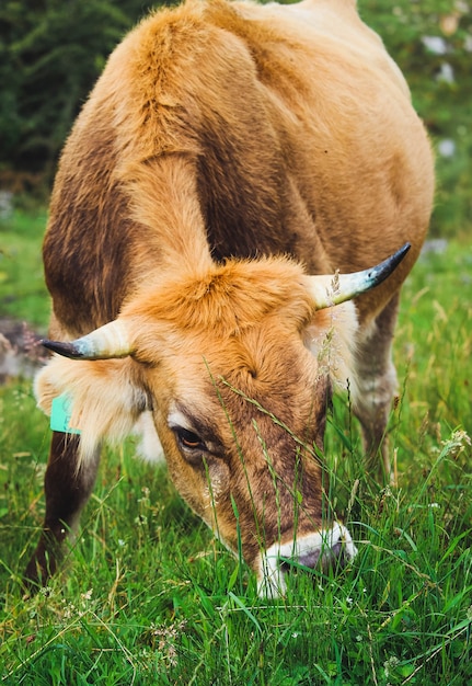 vacas pastando en las montañas llenas de vegetación