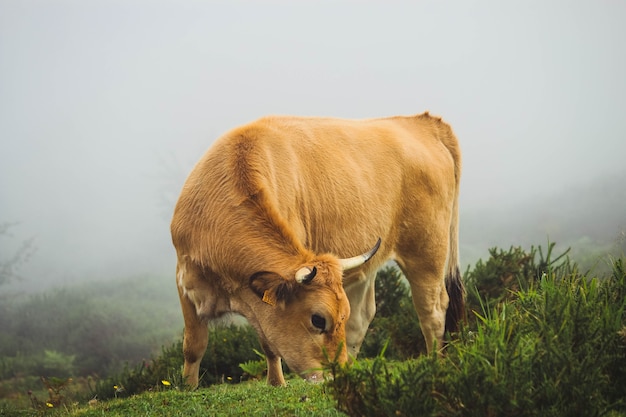 vacas pastando en las montañas llenas de vegetación