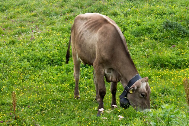 Vacas pastando en montañas verdes con niebla