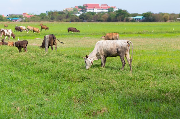 Vacas pastando na fazenda com campo verde em dia de bom tempo