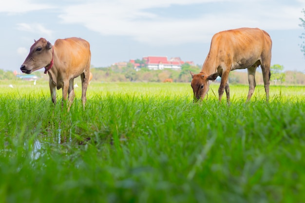 Vacas pastando na fazenda com campo verde em dia de bom tempo