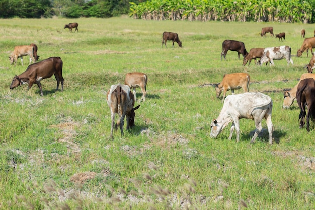 Vacas pastando na fazenda com campo verde em dia de bom tempo