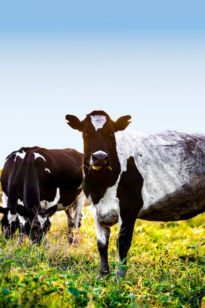 Vacas pastando na fazenda