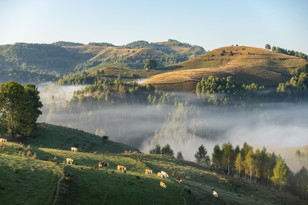 Vacas pastando na paisagem pitoresca de colinas.