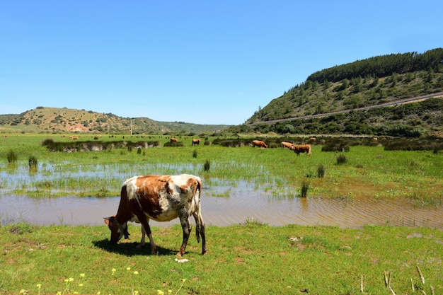 Vacas pastando na praia de boca del rio, vila do bispo, algarve, portugal