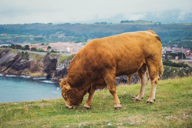 vacas pastando nas montanhas cheias de vegetação