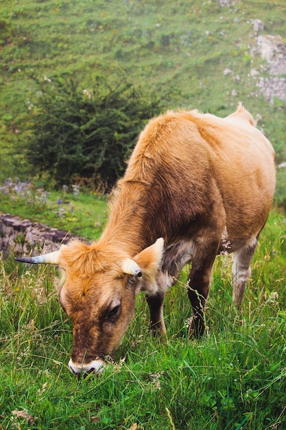 vacas pastando nas montanhas cheias de vegetação