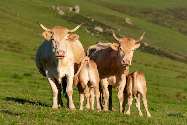 Vacas pastando nas montanhas Erro vale Navarra Espanha