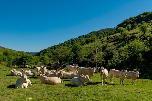 Vacas pastando nas montanhas Erro vale Navarra Espanha