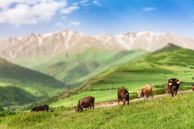 Vacas pastando nas montanhas