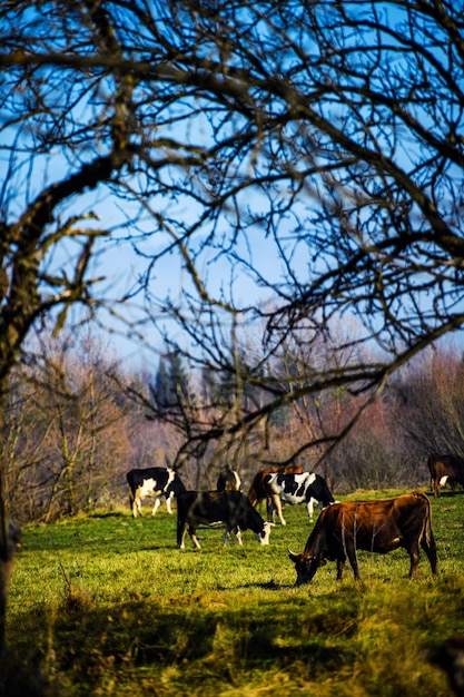 Vacas pastando nas montanhas