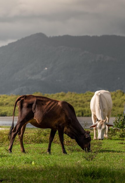 Foto vacas pastando no campo ao lado do lago