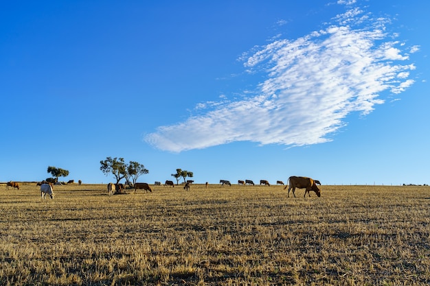 Vacas pastando no campo ao pôr do sol com céu azul e rara nuvem branca.