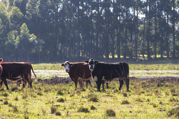 Vacas pastando no campo argentino verde