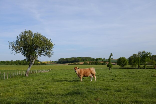 Vacas pastando no campo contra o céu