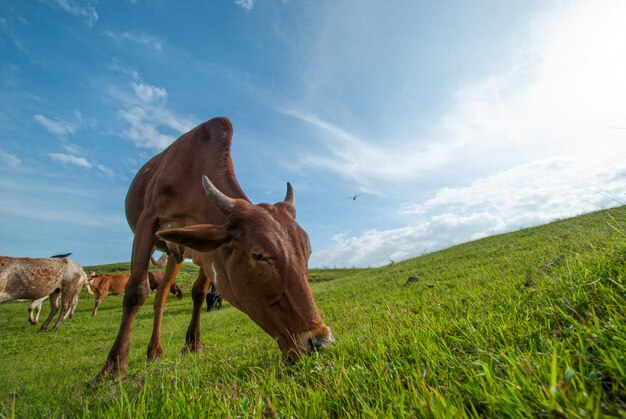 Vacas pastando no campo de grama verde