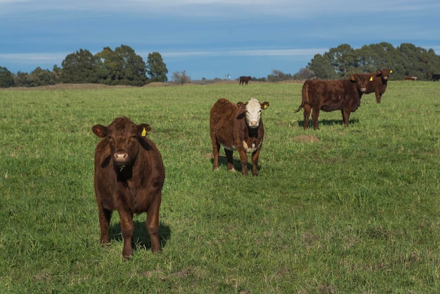 Vacas pastando no campo na planície Pampa Argentina