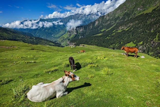 Vacas pastando no Himalaia