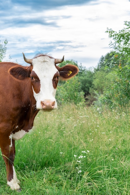 Vacas pastando no pasto em um dia de verão