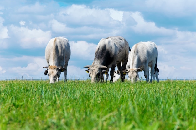 Foto vacas pastando no pasto