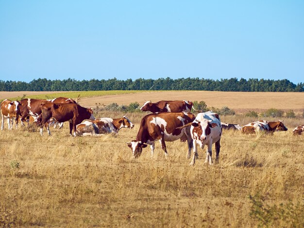 Vacas pastando no pasto.