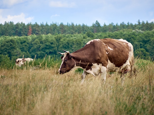 Vacas pastando no pasto.