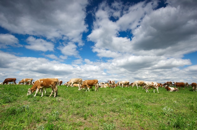 Vacas pastando no pasto