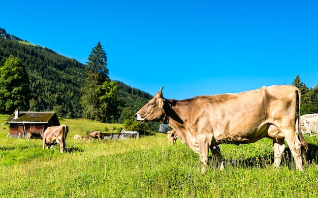 Vacas pastando nos alpes suíços