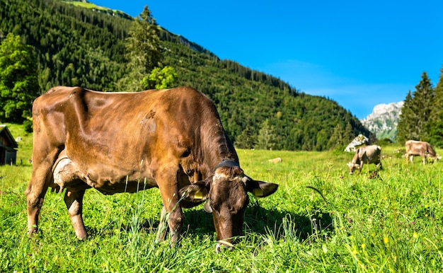 Vacas pastando nos Alpes suíços