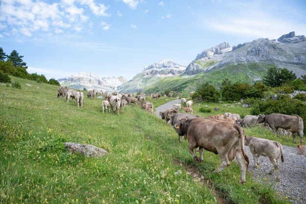 Vacas pastando nos prados de montanha nos Pirenéus Espanha