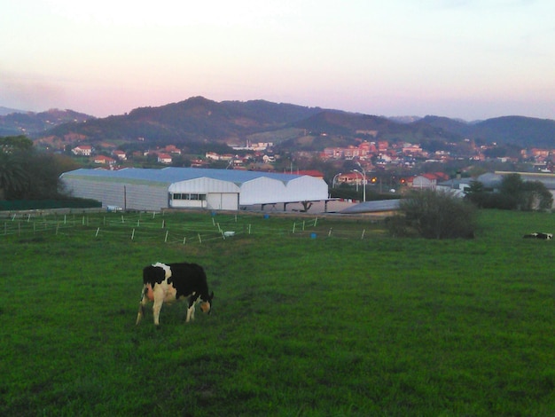 Foto vacas pastando en el pasto al anochecer