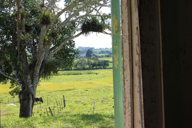 Foto vacas pastando en el pasto