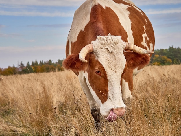 Vacas pastando en el pasto