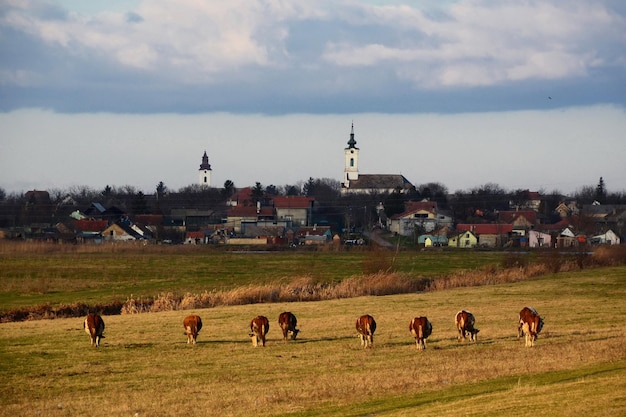 Vacas pastando en un pasto