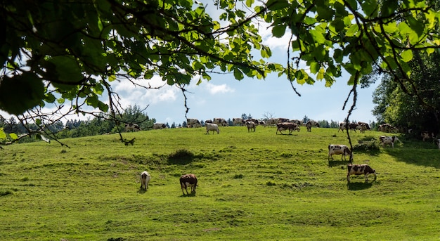 Vacas pastando en pastos de los Alpes