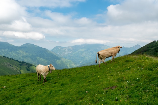 Vacas pastando en pastos de los Alpes