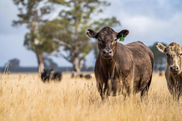 Vacas pastando en pastos secos en una sequía en Australia