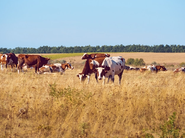 Vacas pastando en pastos.