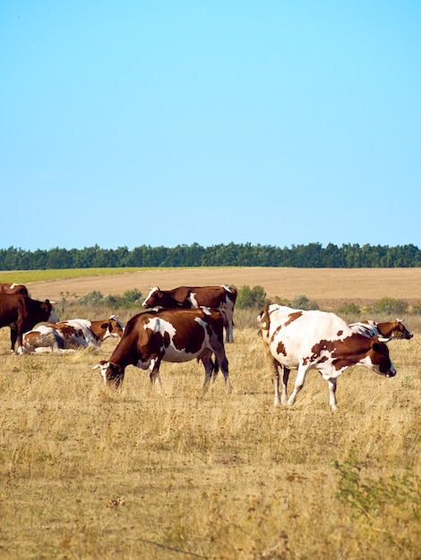 Vacas pastando en pastos.