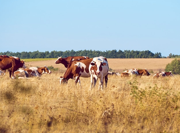 Vacas pastando en pastos.