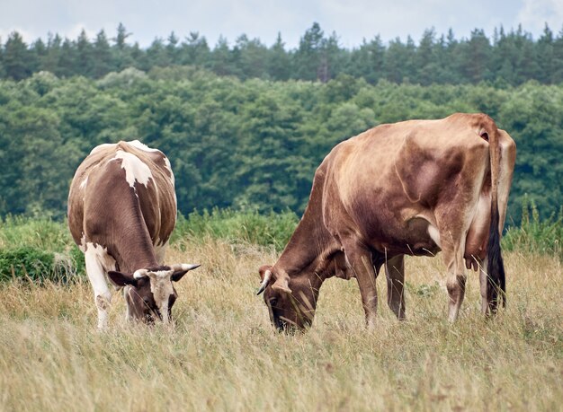 Vacas pastando en pastos.