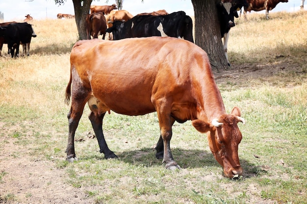 Vacas pastando en pradera