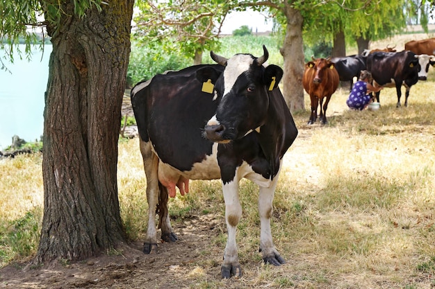 Vacas pastando en pradera