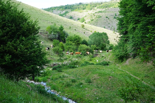 Vacas pastando en un prado cerca de un denso bosque verde